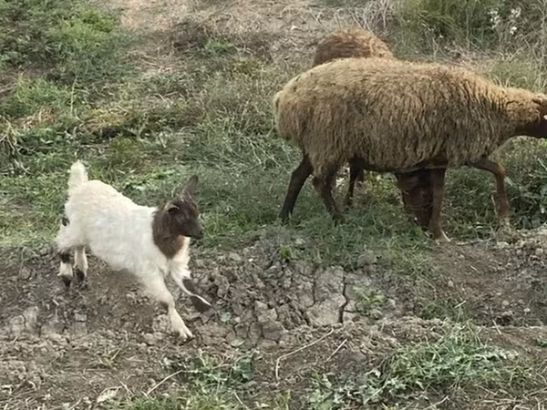 Sheep (batch, sex not specified), Sheep — Azerbaijan