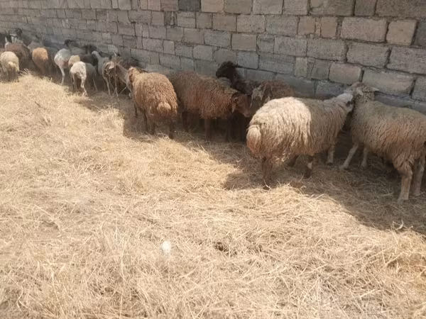 Qoyunlar (partiya, cinsi göstərilməyib), Qoyunlar