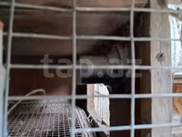 Toyuqlar üçün qəfəs satılır qiyməti 80 manat real alıcılar zəng etsin — foto 3
