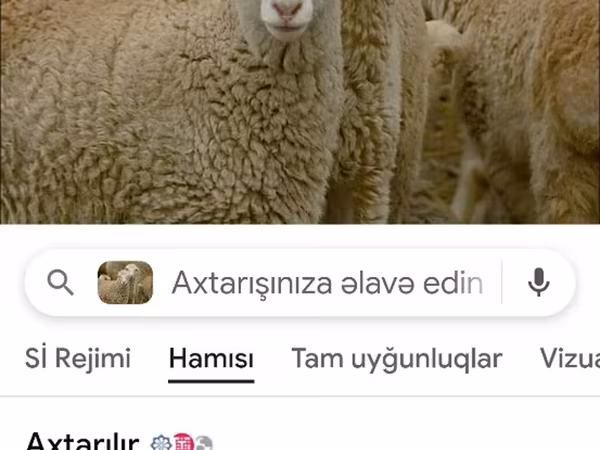 Qoyunlar (partiya, cinsi göstərilməyib), Qoyunlar