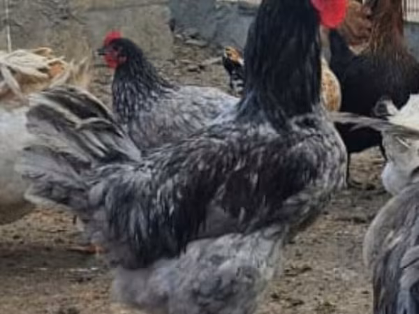 Australorp