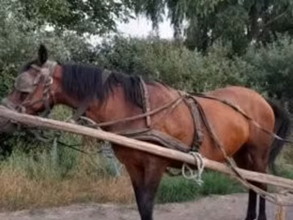 فرس, Hucul pony