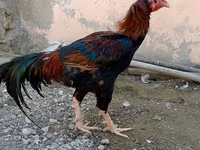 Chickens — الصورة 3