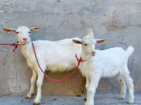 Goat, Saanen goat — photo 3