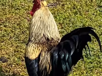 Chickens — photo 2