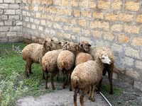 Ovejas (lote, sexo no especificado), Ovejas — foto 1