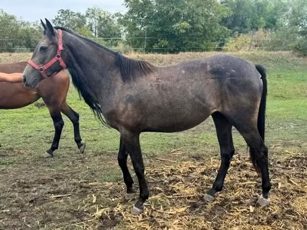Mare, Kisber felver