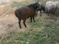 Qoç, Rhon sheep — foto 1