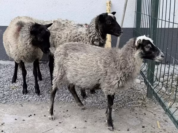 मेढ़ा, Hissar sheep