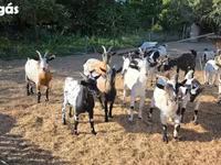 Koza, Nigerian dwarf goats — foto 6