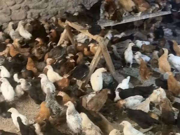 Chickens — Azərbaycan