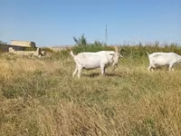 बकरा, Saanen goat — फ़ोटो 5
