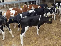Toro, Simmental cattle — foto 3