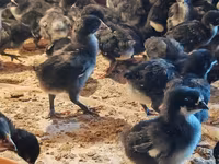 Australian Pit Game fowl — Foto 2