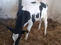 Cow, Russian Black pied cattle — photo 1