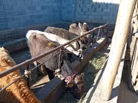 Býk, Swiss cattle — foto 2