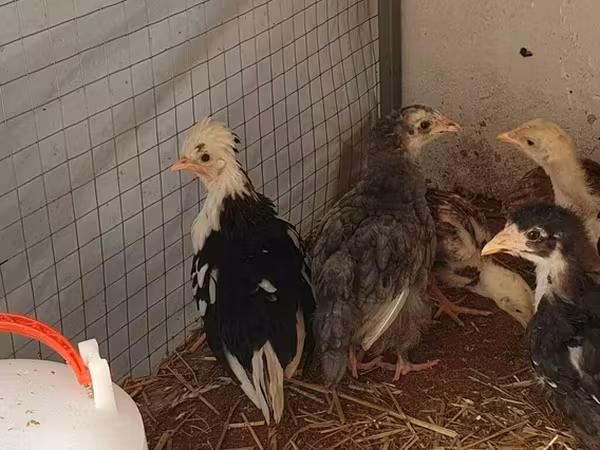 Appenzeller Spitzhauben