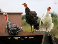 Turkeys — फ़ोटो 1