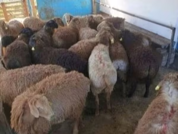 Qoç, Kazakh fat-tailed coarsewool sheep