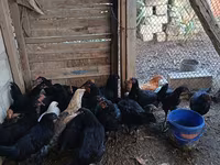 Chickens — photo 1