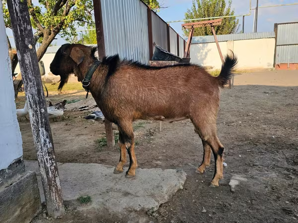 Koza, Kozy