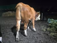 Touro, Swiss cattle — foto 4