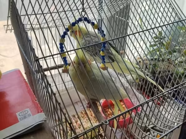 Nymph paraketləri (cockatiel) və qəfəs dəsti - İki ədəd nymph