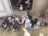 Ducks — फ़ोटो 1