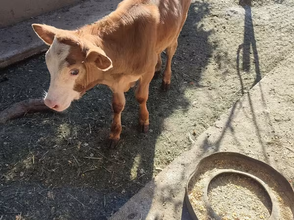 Skot (série, pohlaví neuvedeno), Simmental cattle