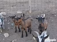 Kozel, Pomellata goat — foto 5