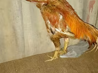 Chickens — photo 3