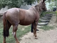 Kobyła, Kazakh horse — zdjęcie 4