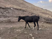 Madyan, Russian Don — foto 4