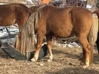 Caballo, Caballos — foto 2
