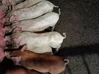 母猪, Pigs — 照片 2