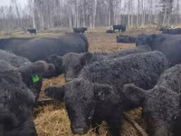 Krava, Gallowayská kráva — foto 3