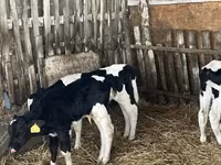 Byk, Russian Black pied cattle — zdjęcie 5