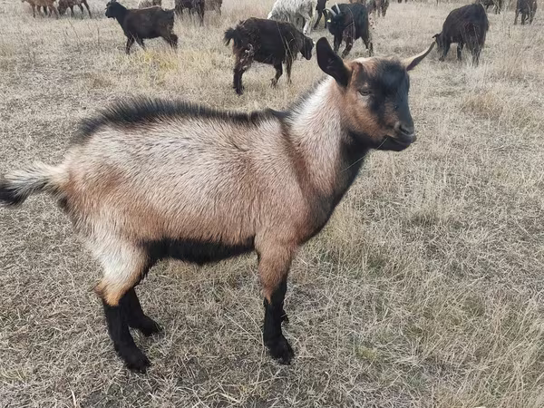 Kozel, Alpine goat