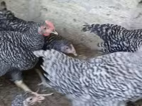 Chickens — photo 2