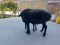 Sheep (batch, sex not specified), Sheep — photo 1