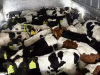 أبقار (دفعة، الجنس غير محدد), Russian Black pied cattle — الصورة 2