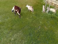 Dişi keçi, Saanen goat — foto 4