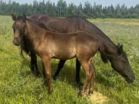 At, Quarter Horse — foto 3
