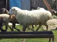 Qoʻchqor, Rhon sheep — 4-rasm