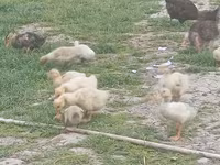 Ducks — foto 5