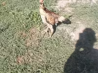 Chickens — foto 1