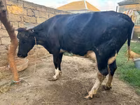 İnək, Qırmızı-ləkəli cins — foto 2