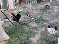 Turkeys — photo 1