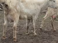 Koza, Saanen goat — foto 7