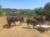 Klisna, Hucul pony — foto 2